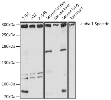alpha 1 Spectrin Rabbit pAb