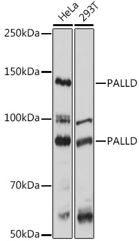 PALLD Rabbit pAb