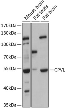 CPVL Rabbit pAb