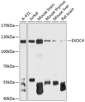 EXOC4 Rabbit pAb