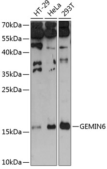 GEMIN6 Rabbit pAb