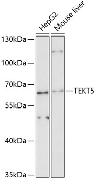 TEKT5 Rabbit pAb