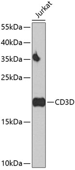 CD3D Rabbit pAb
