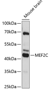 MEF2C Rabbit pAb