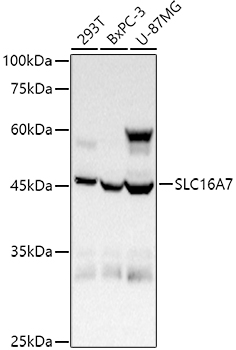SLC16A7 Rabbit pAb