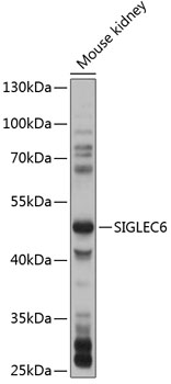 SIGLEC6 Rabbit pAb