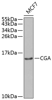 CGA Rabbit pAb