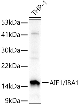 AIF1/IBA1 Rabbit pAb