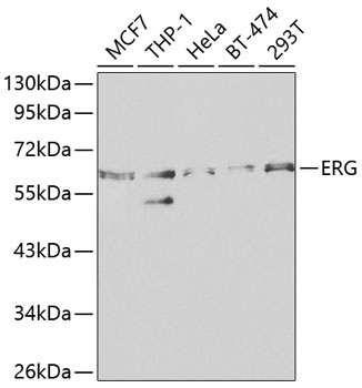 ERG Rabbit pAb