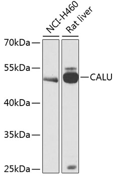 CALU Rabbit pAb