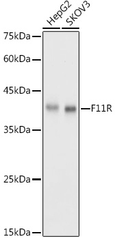 JAM-A/CD321/F11R Rabbit pAb