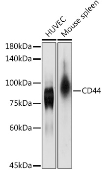 [KO Validated] CD44 Rabbit pAb