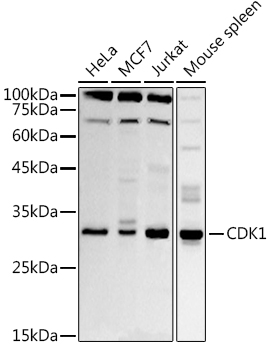 CDK1 Rabbit pAb