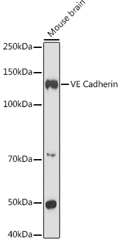 VE Cadherin Rabbit pAb