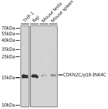 CDKN2C/p18-INK4C Rabbit pAb