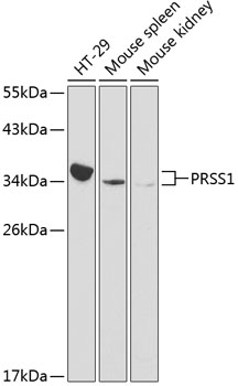 PRSS1 Rabbit pAb