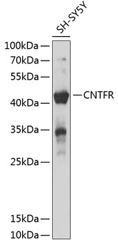 CNTFR Rabbit pAb