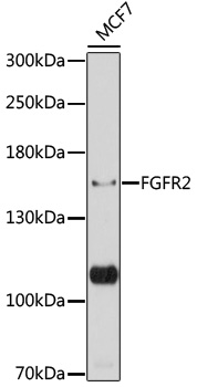 FGFR2 Rabbit pAb