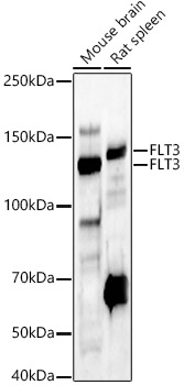 FLT3 Rabbit pAb