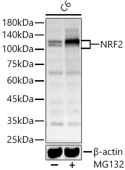 NRF2 Rabbit pAb