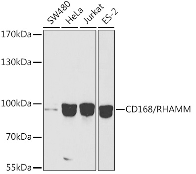 [KO Validated] CD168/RHAMM Rabbit pAb