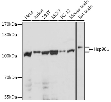 Hsp90_ Rabbit pAb