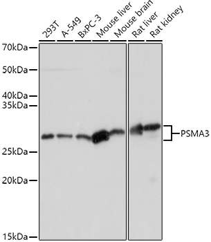 PSMA3 Rabbit pAb