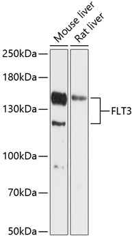FLT3 Rabbit pAb