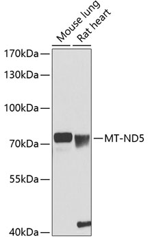 MT-ND5 Rabbit pAb