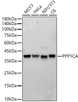 PPP1CA Rabbit pAb