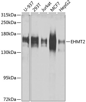 [KO Validated] EHMT2 Rabbit pAb