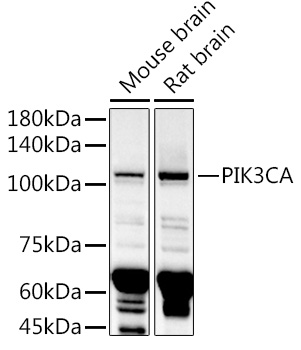PIK3CA Rabbit pAb