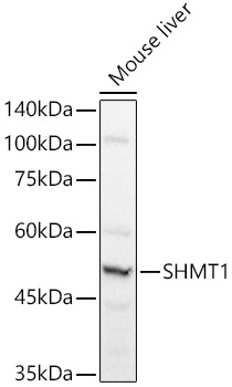 SHMT1 Rabbit pAb