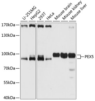 PEX5 Rabbit pAb