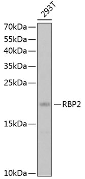 RBP2 Rabbit pAb