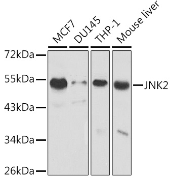 [KO Validated] JNK2 Rabbit pAb
