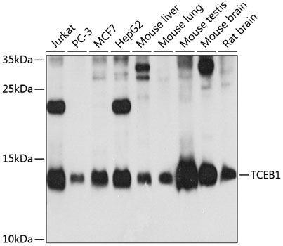 TCEB1 Rabbit pAb