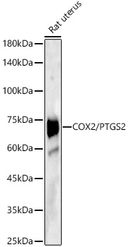 COX2/PTGS2 Rabbit pAb