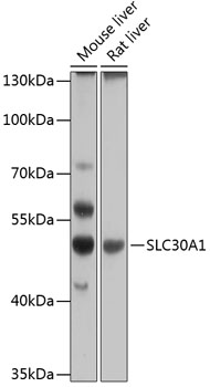 SLC30A1 Rabbit pAb