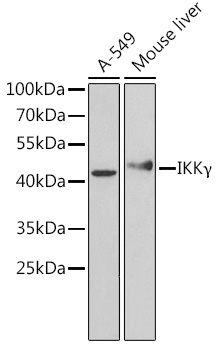 [KO Validated] IKK_ Rabbit pAb