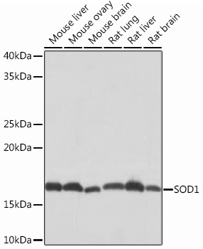 SOD1 Rabbit mAb