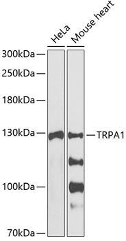 TRPA1 Rabbit pAb