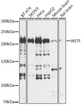 WSTF Rabbit pAb
