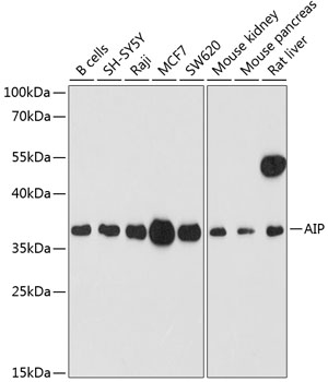 AIP Rabbit pAb