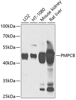 PMPCB Rabbit pAb