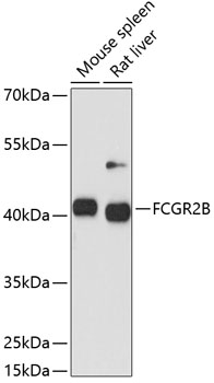 FCGR2B Rabbit pAb