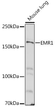 EMR1 Rabbit pAb