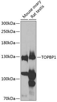 TOPBP1 Rabbit pAb