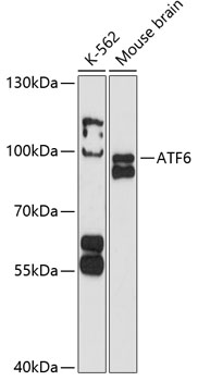 ATF6 Rabbit pAb
