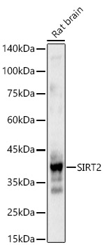 SIRT2 Rabbit pAb